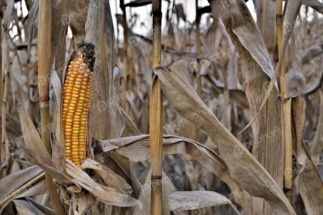 Golden Corn on Dry Stalk in Autumn Field Ready for Harvest