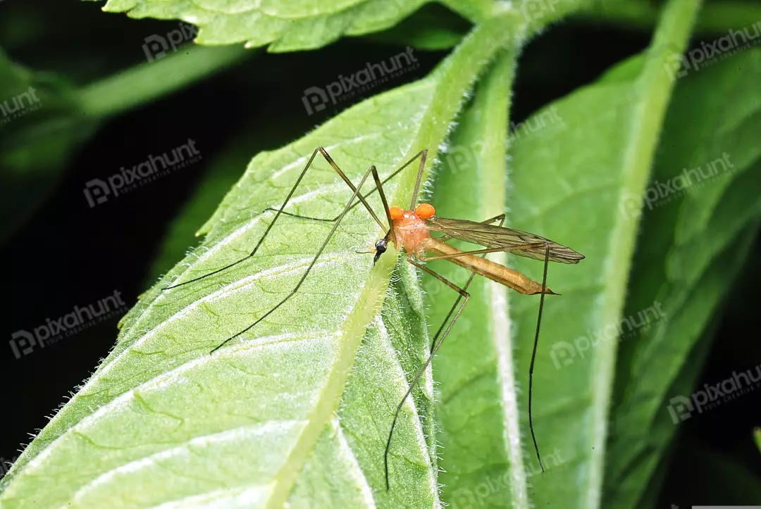 Macro Close-up of a Delicate Crane Fly Resting on a Vibrant Green Leaf in Nature