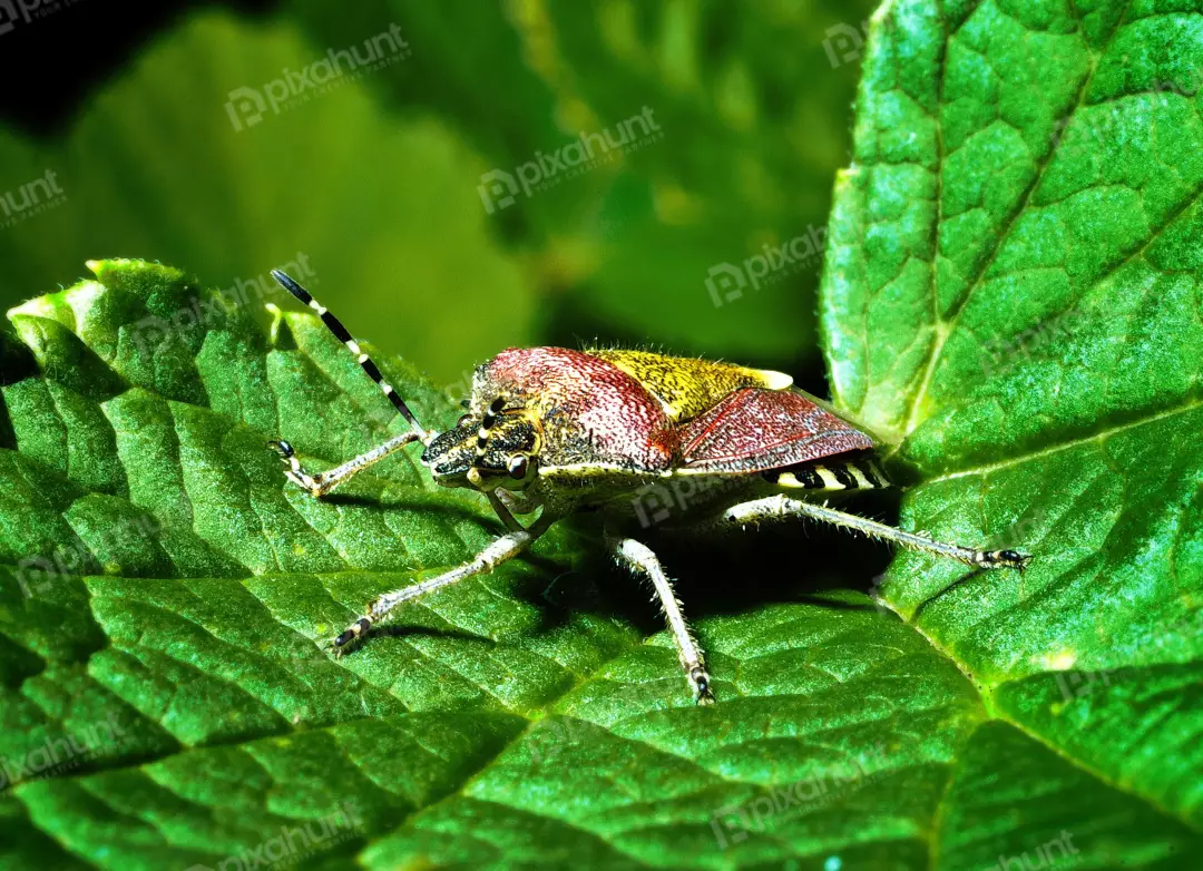 Macro photograph of a vibrant shield bug resting on a textured green plant leaf