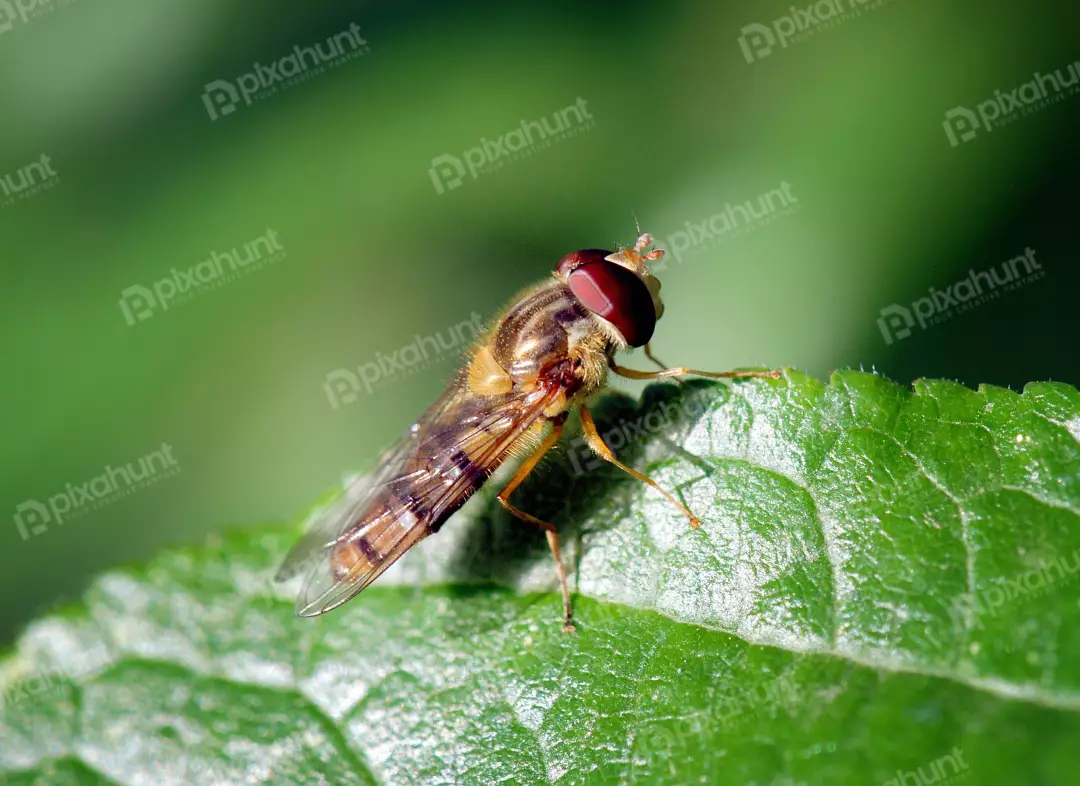 Macro Close-up of a Hoverfly with Striking Red Eyes on a Green Leaf