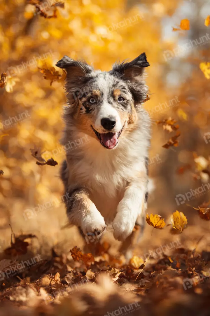 Free Premium Stock Photos Energetic Merle Australian Shepherd Dog Leaping Through Golden Autumn Leaves