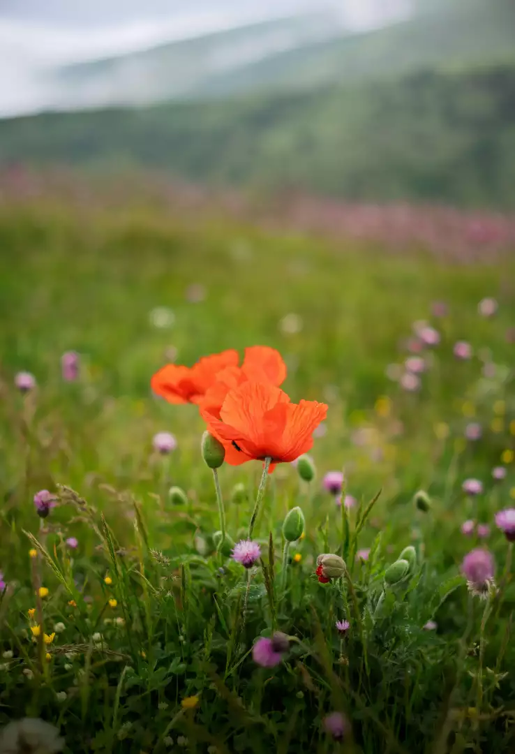 Free Premium Stock Photos Vibrant Orange Poppies Bloom in a Misty Mountain Meadow