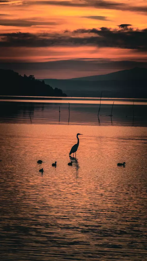 Free Premium Stock Photos Heron and ducks silhouetted on a tranquil lake at sunset