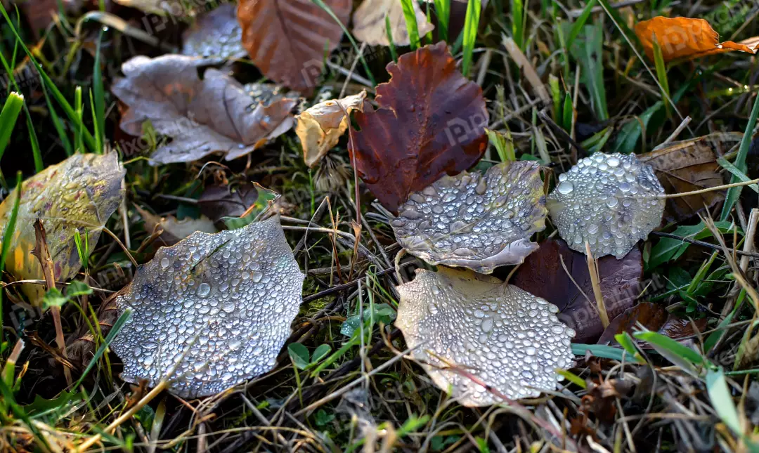 Close-up of Autumn Leaves Adorned with Morning Dew Drops on Grass