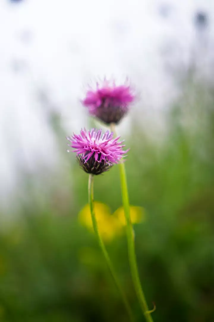 Free Premium Stock Photos Macro view of dew drops on vibrant pink thistle flowers in soft focus