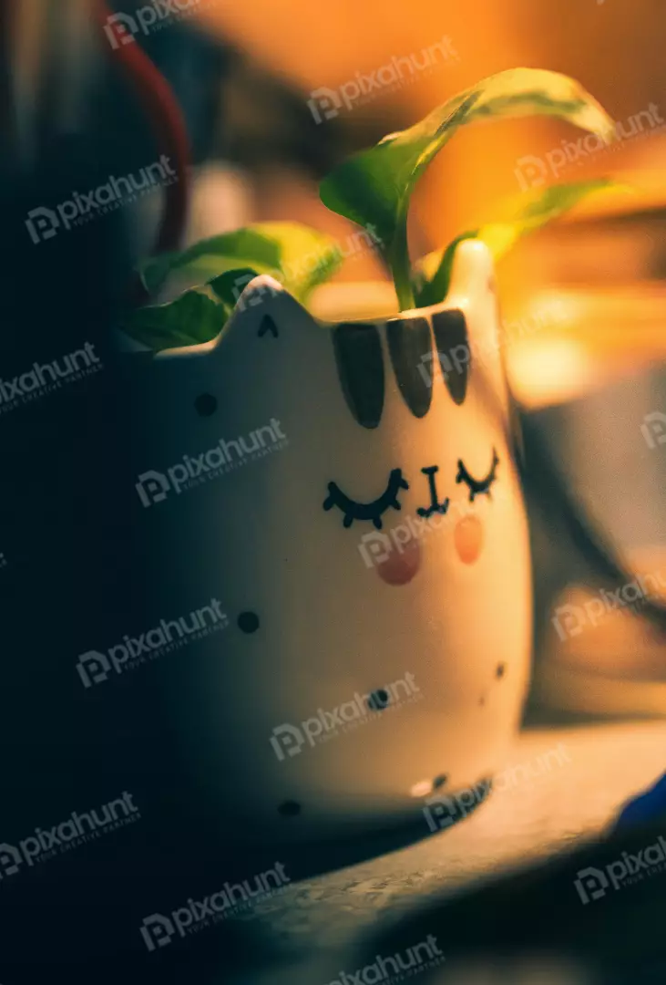 Free Premium Stock Photos Adorable Cat Planter Someone art sleeping face Warm Lighting