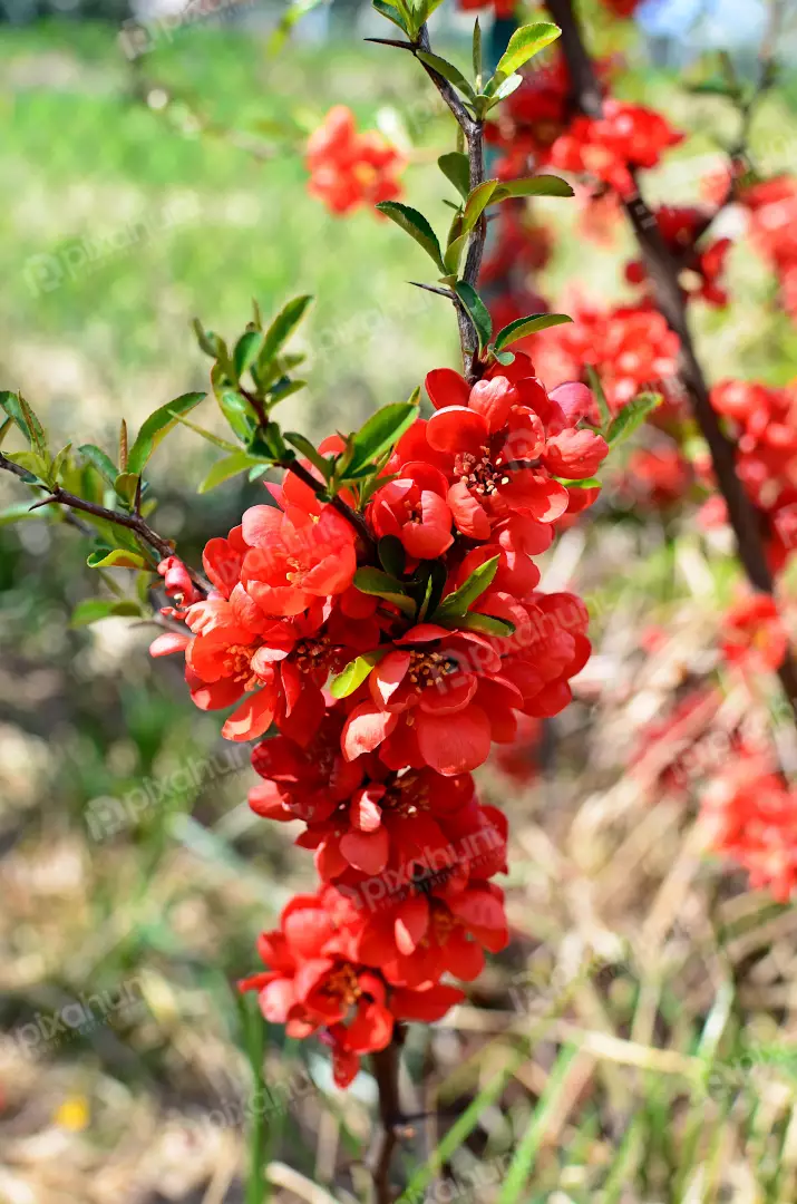 Vibrant Red Flowering Quince Blossoms on Branch in Spring Garden