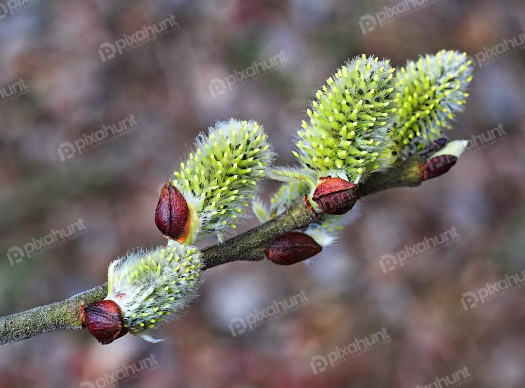 Macro Close-up of Fuzzy Pussy Willow Catkins Blooming in Early Spring