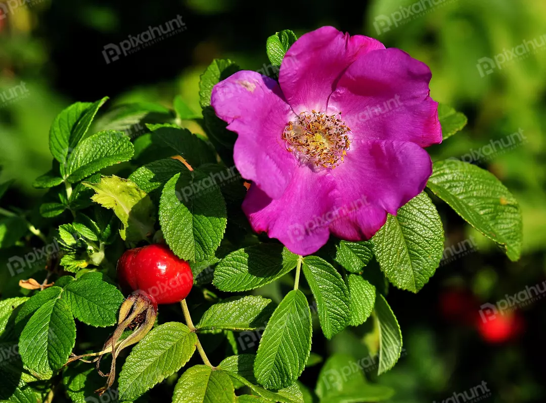 Vibrant Magenta Wild Rose Bloom with Ripe Red Rosehip and Lush Green Leaves