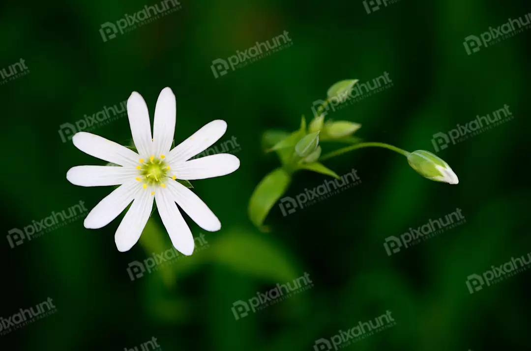 Delicate White Flower with Green Buds on Dark Botanical Background