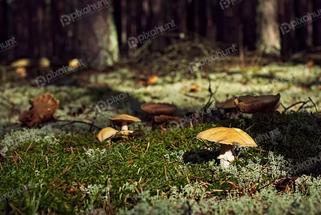 Wild Mushrooms Flourishing on Mossy Forest Floor Bathed in Dappled Sunlight