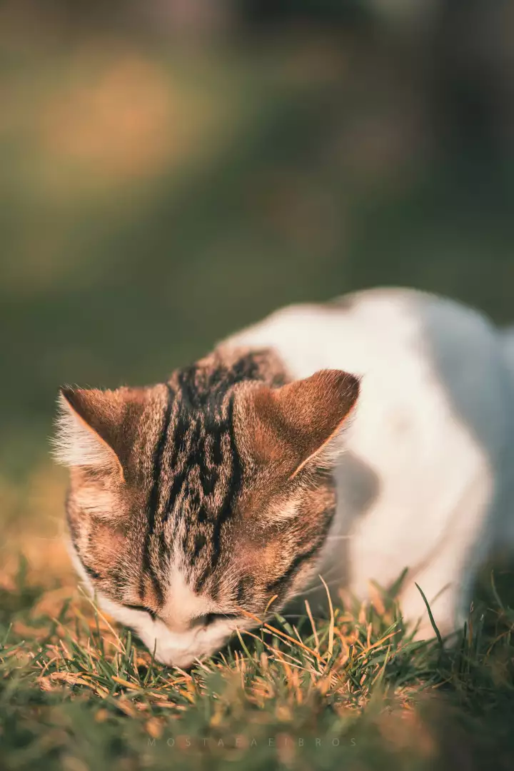 Free Premium Stock Photos Close-up of a tabby cat sniffing grass in the sunlight