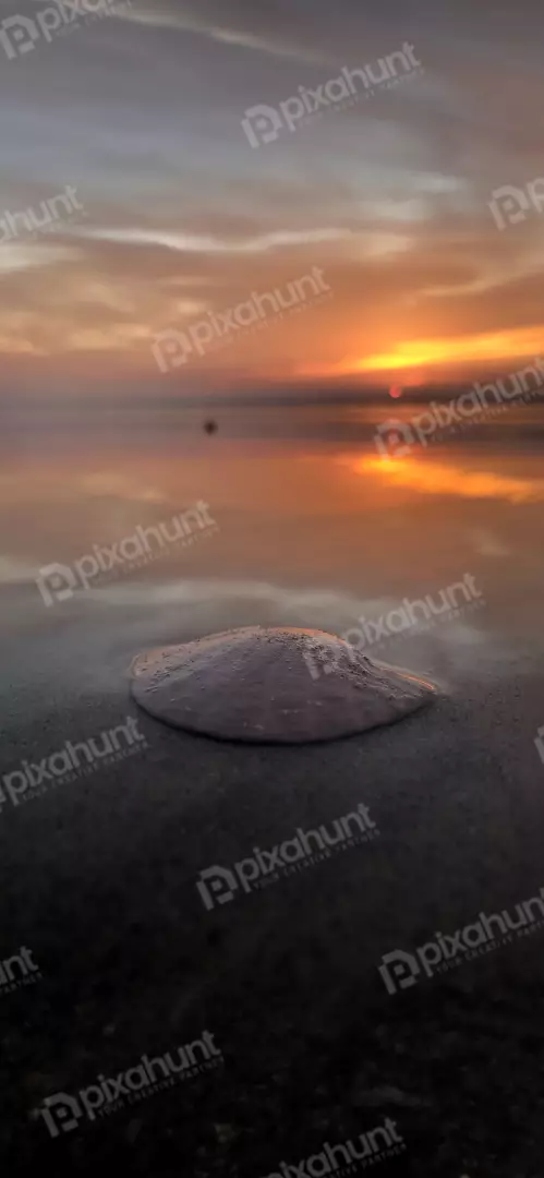 Free Premium Stock Photos Delicate Seashell on Sandy Beach at Golden Hour Sunset