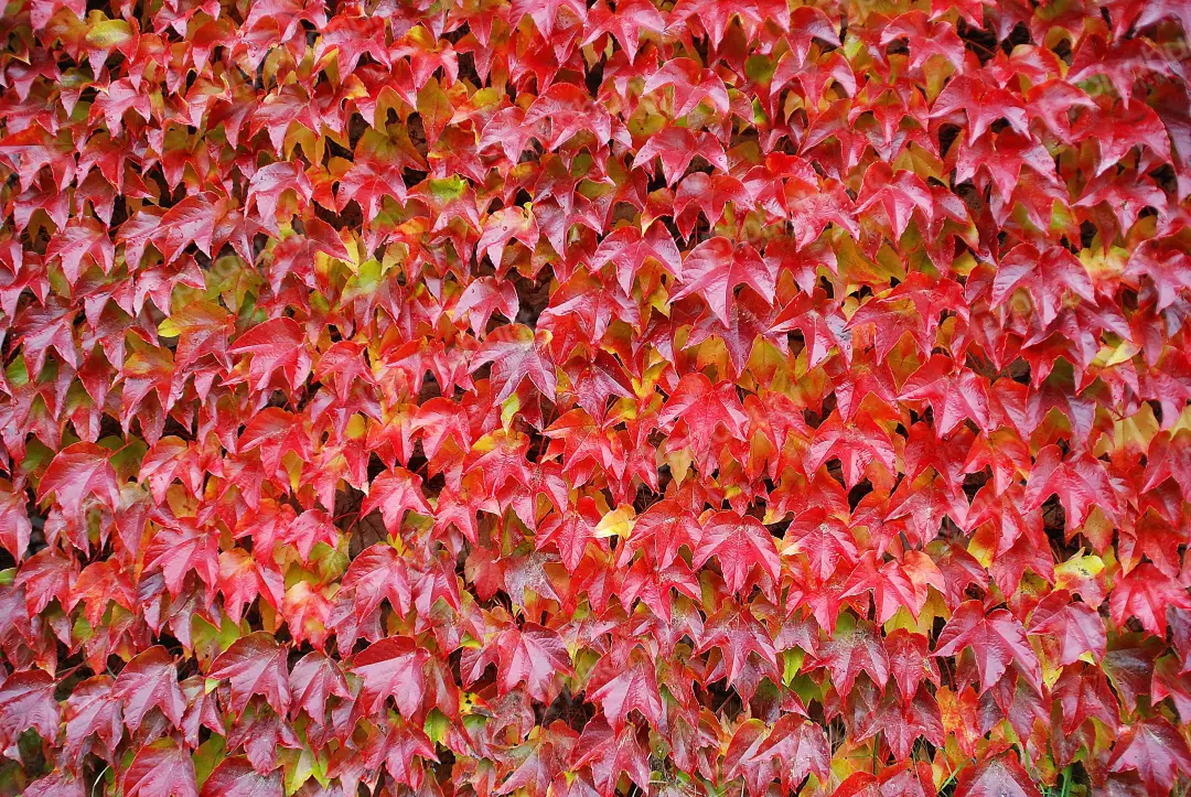 Vibrant Autumn Ivy Leaves with Raindrops Creating a Beautiful Textured Background