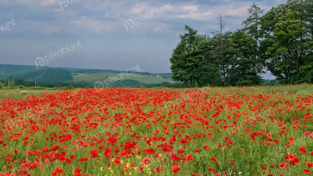 Vibrant Red Poppy Field Under Cloudy Sky with Lush Green Hills