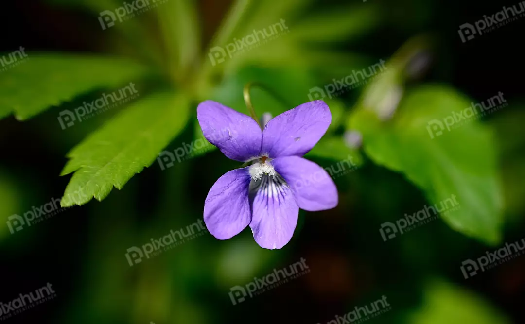 Beautiful Purple Wild Violet Flower in Green Bokeh