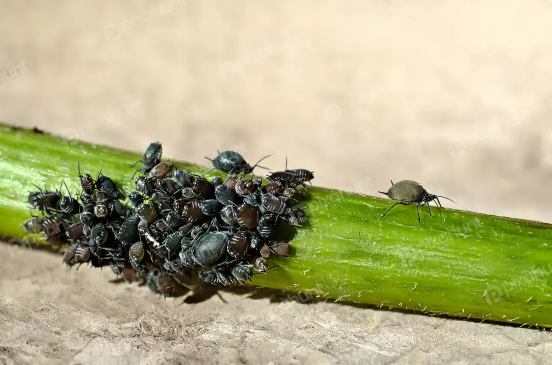Aphids Infesting Green Plant Stem: Garden Pest Macro Photography