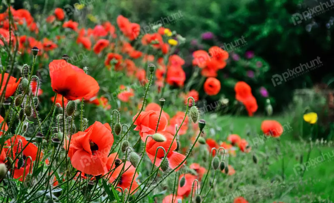 Vibrant Red Poppies Blooming in Lush Green Summer Meadow