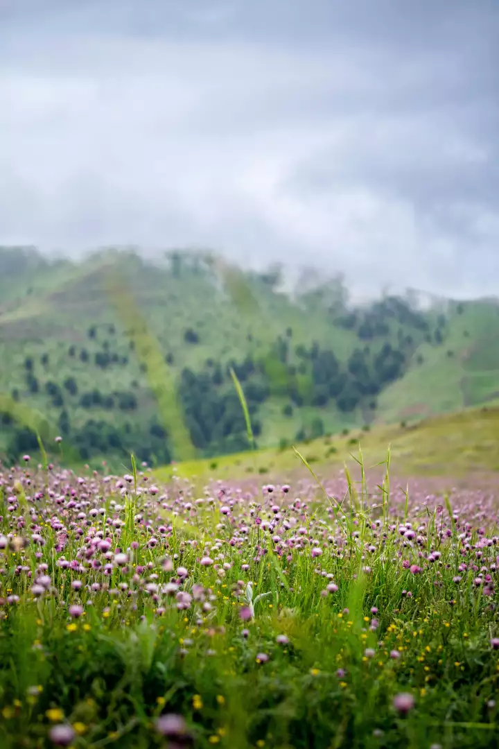 Free Premium Stock Photos Vibrant field of purple wildflowers with green grass and rolling hills