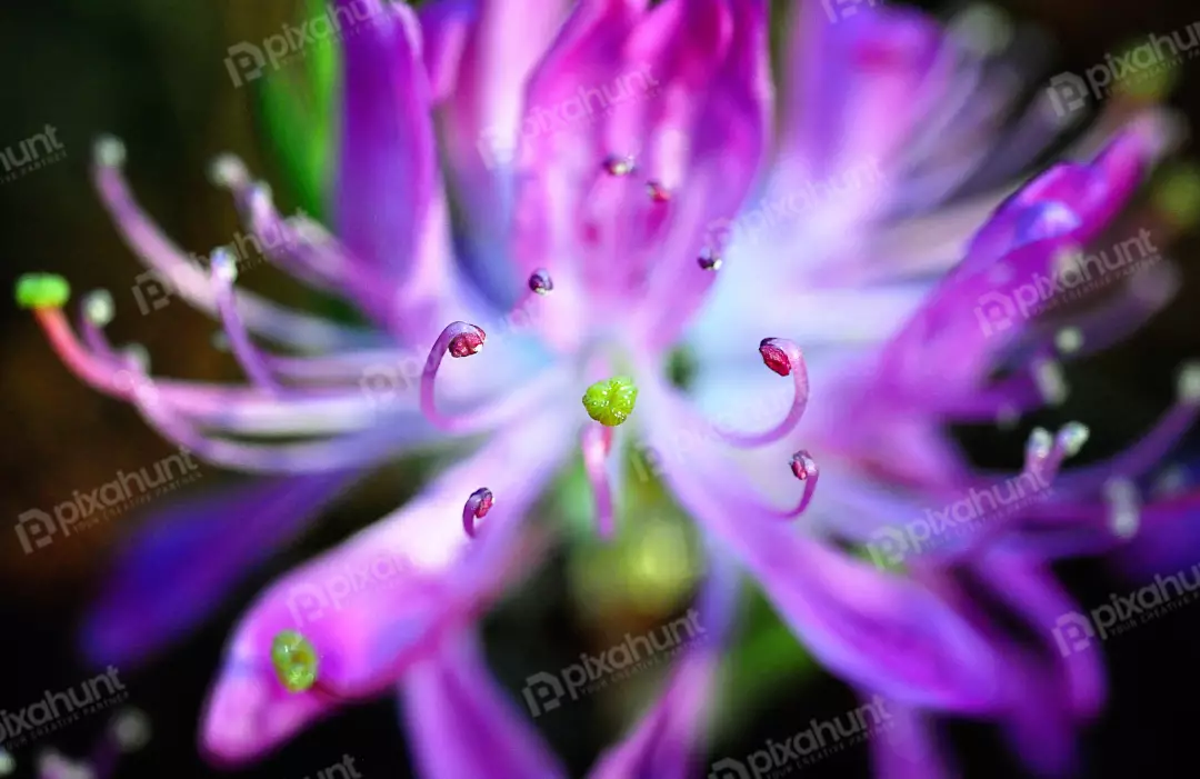 Abstract Beauty of a Blooming Purple Allium Flower's Intricate Core Macro