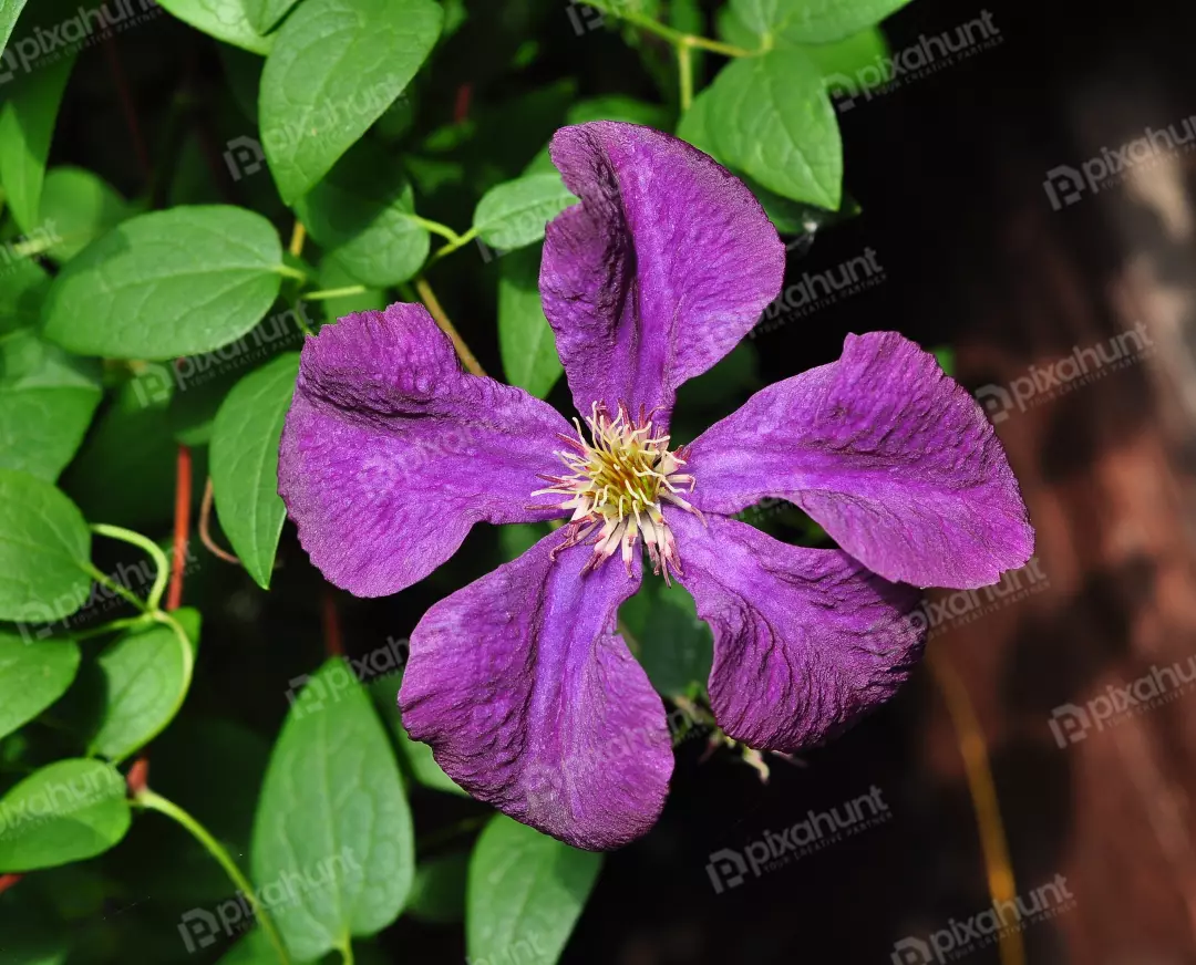 Vibrant Purple Clematis Blossom with Yellow Center Amidst Lush Green Leaves