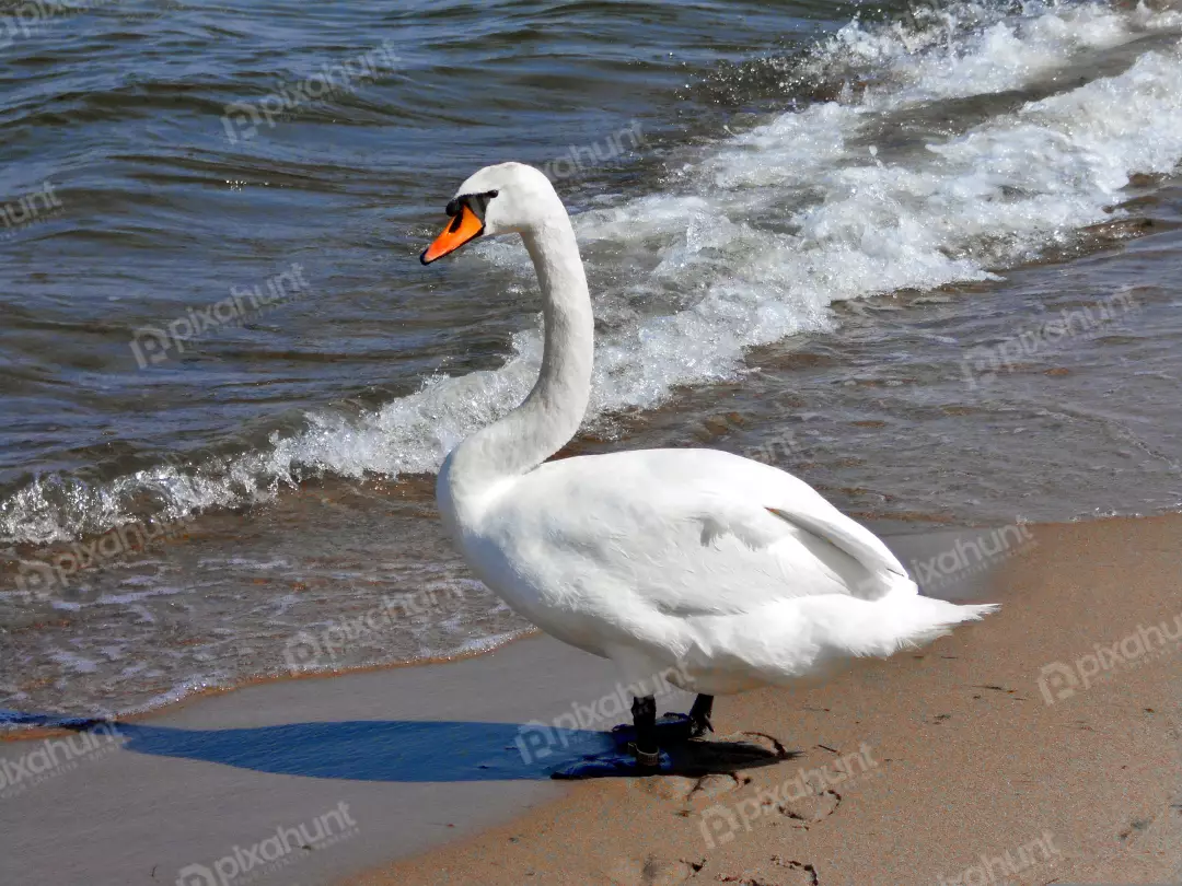 Graceful White Mute Swan Standing on a Sandy Beach at the Ocean's Edge
