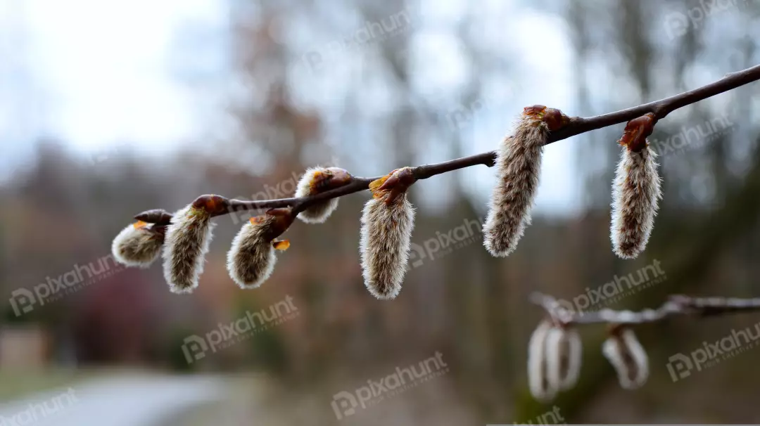 Fuzzy Willow Catkins Branch Closeup, Early Spring Awakening