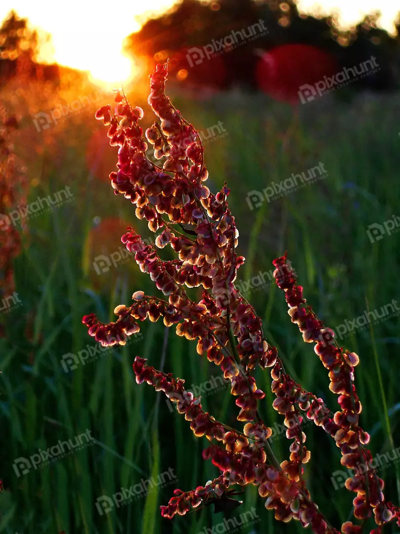 Reddish Seed Pods Silhouetted by Dazzling Golden Sunset Radiance