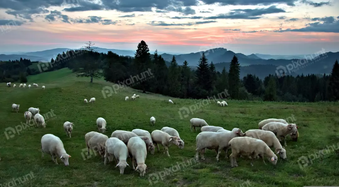 Peaceful Sheep Grazing on Green Mountain Pasture at Sunset
