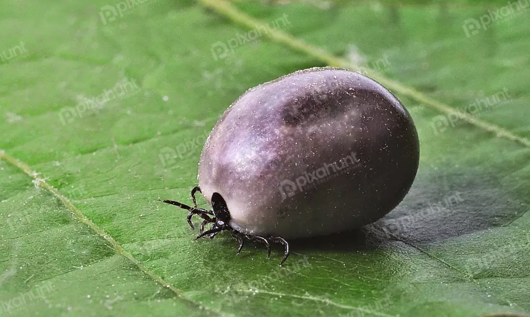 Engorged Blood-Filled Tick Resting on Green Leaf Macro Close-up