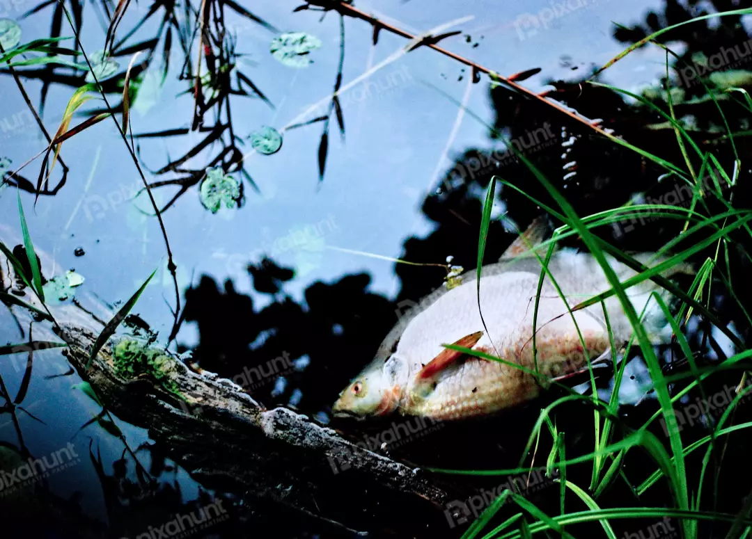 Lifeless Fish Floating in Murky Pond Water Amidst Green Aquatic Plants