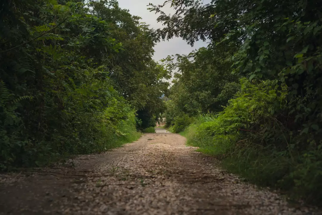 Free Premium Stock Photos Gravel road path leading through a tunnel of dense green fores