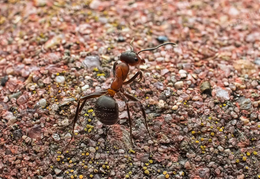 Focused Macro Image of a Reddish-Brown Ant on Gritty Terrain