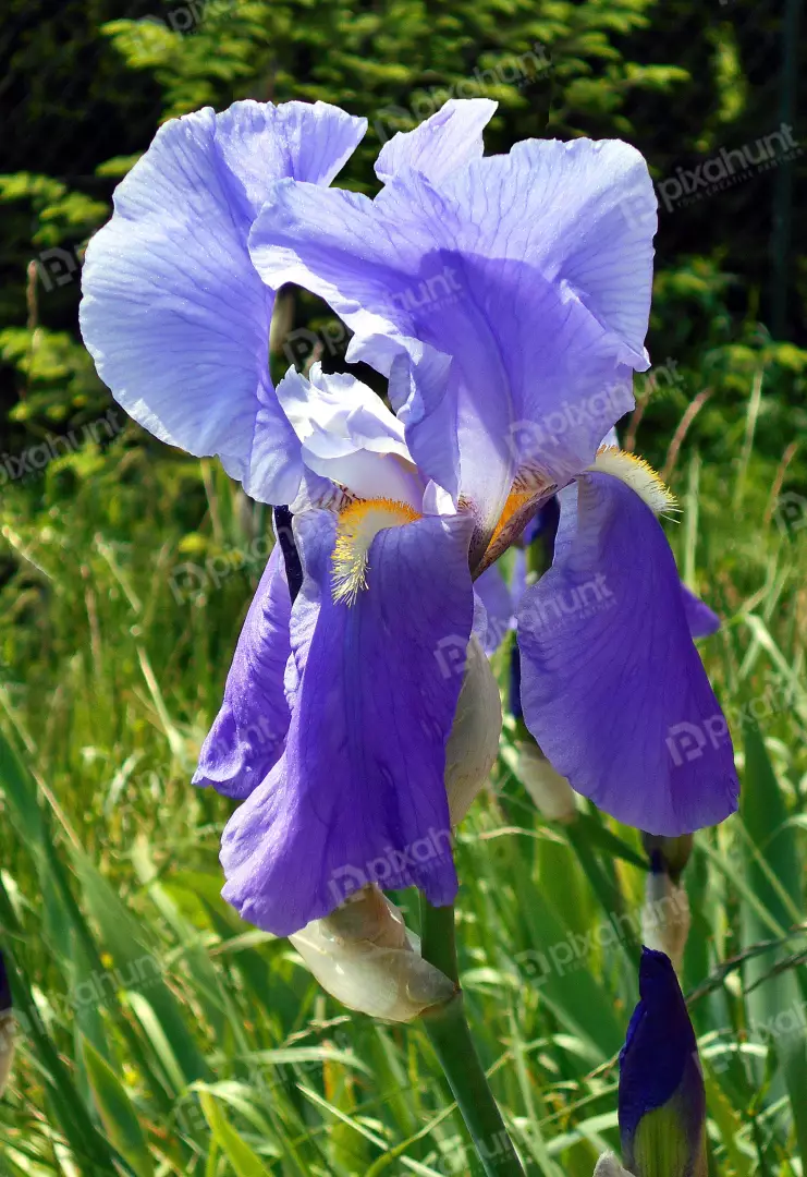 Vibrant Purple Iris Flower Blooming with Intricate Petals in a Sunny Spring Garden