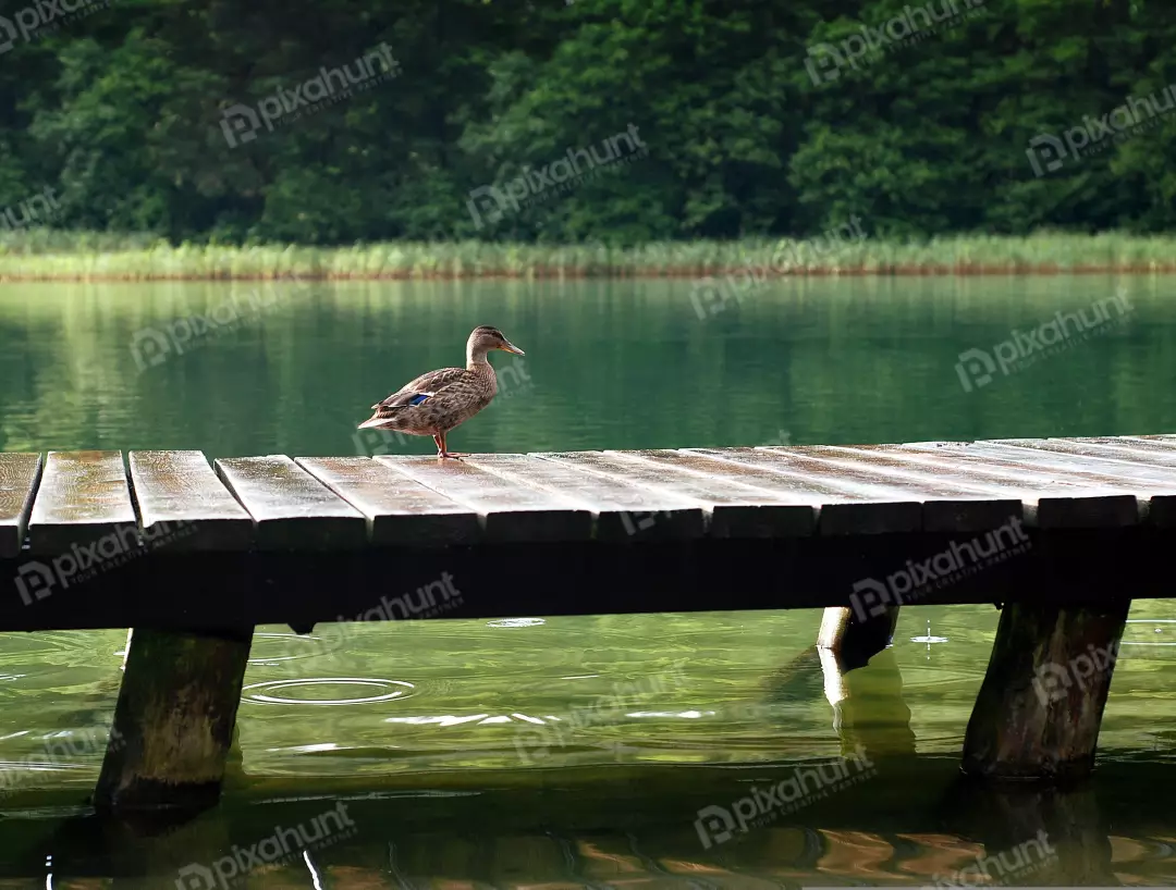 Mallard Duck Perched on Wet Wooden Pier Over Calm Green Water and Lush Forest