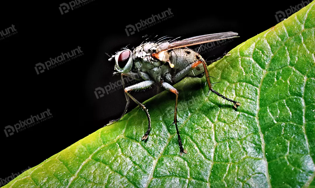 Macro Close-up of a Housefly Resting on a Vibrant Green Leaf with Detailed Eyes