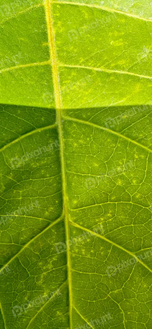 Free Premium Stock Photos Close-up view of a vibrant green leaf with detailed veins