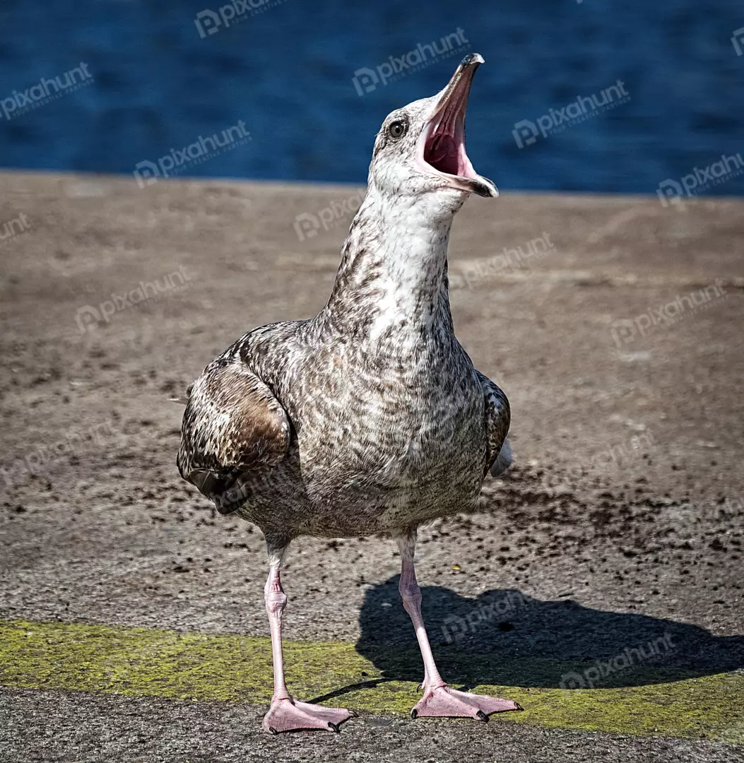 Dramatic Close-Up of a Juvenile Squawking Seagull with Wide-Open Beak