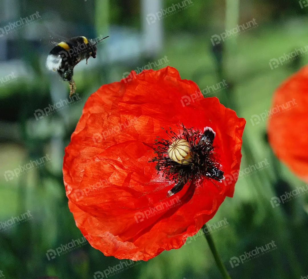 Vibrant Red Poppy Bloom with Bumblebee Pollinating in a Sunny Garden