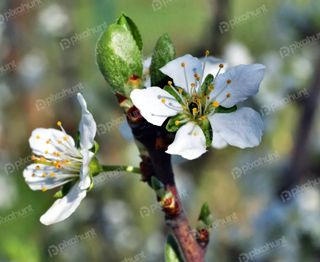 Macro of Delicate White Cherry Blossoms with Golden Stamens in Vibrant Spring Light