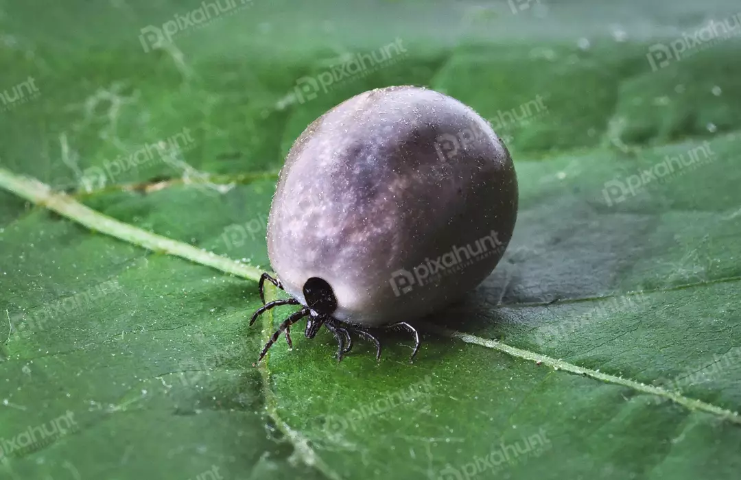 Engorged Tick Macro on Green Leaf - Blood-Filled Parasite Close-up