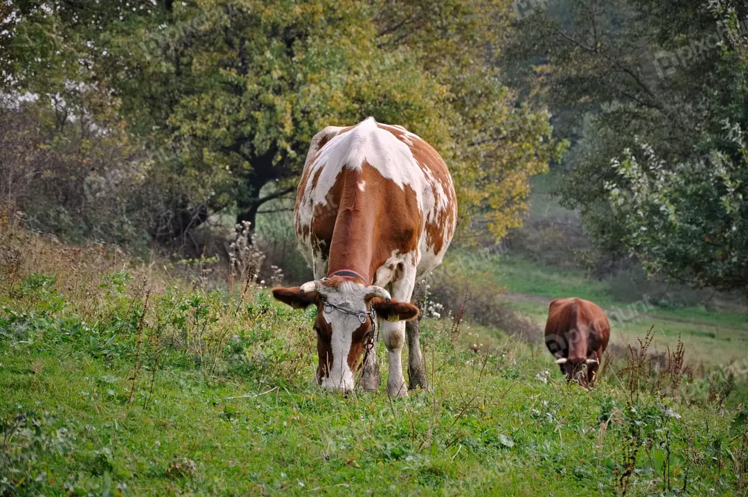 Brown and White Cow Grazing in Lush Green Pasture