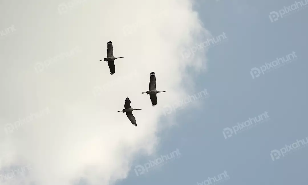 Three Cranes Flying Gracefully Against a Cloudy Blue Sky