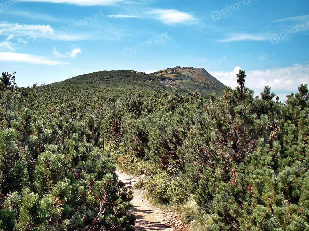 Scenic Mountain Hiking Trail through Dense Green Pine Forest under Clear Blue Sky