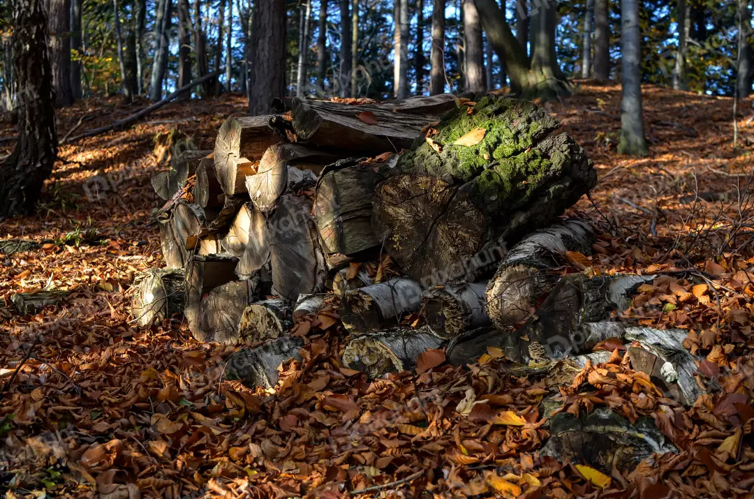 Stacked Firewood in Sunny Autumn Forest with Golden Fallen Leaves