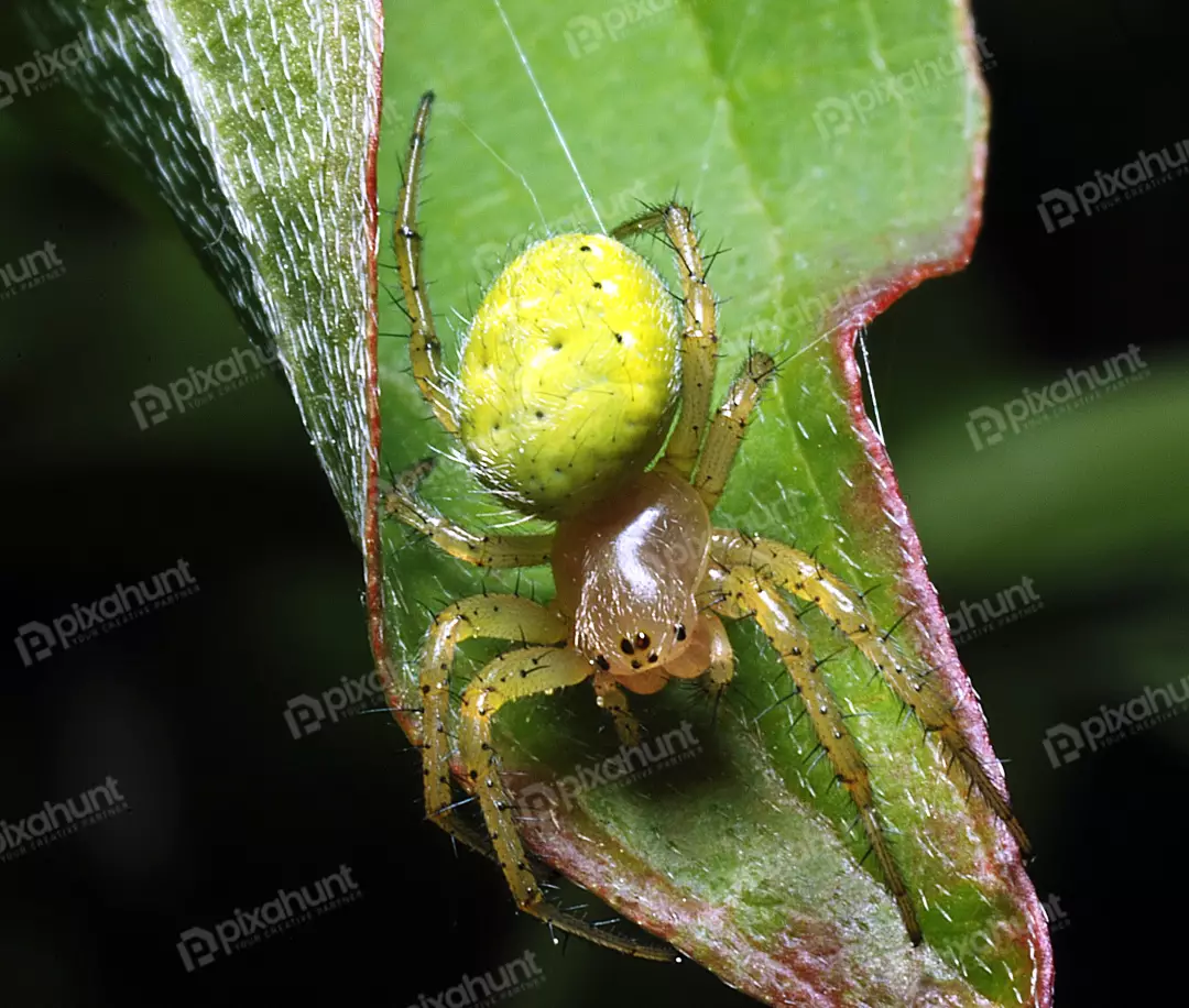 Vivid Yellow-Green Spider Perched on Hairy Green Leaf Macro Nature Detail