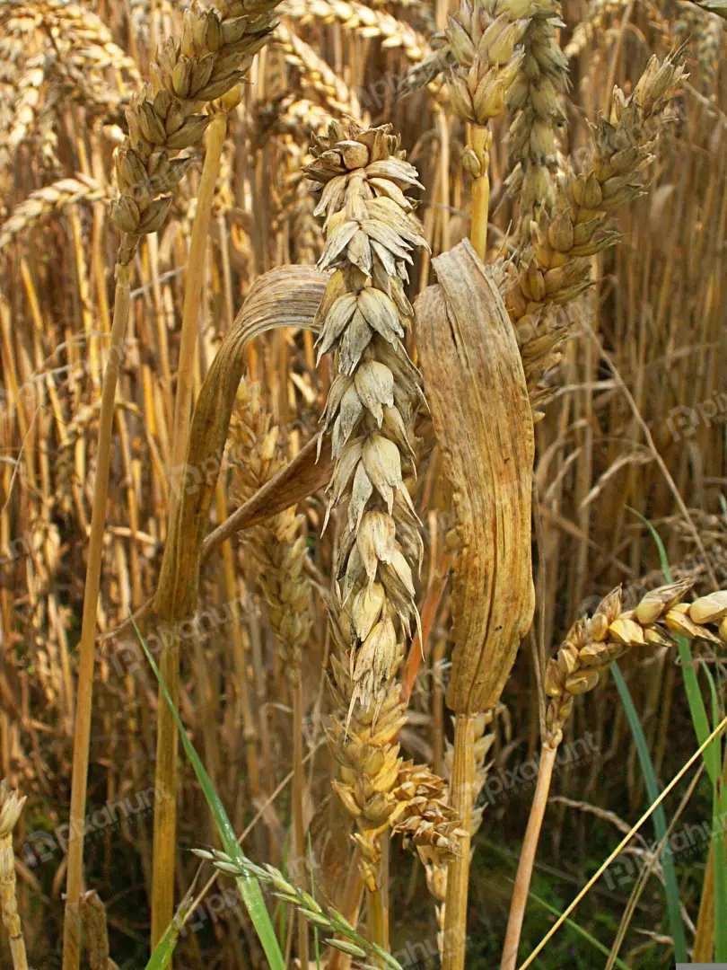 Golden Ripe Wheat Crop in a Sunlit Field, Ready for Harvest