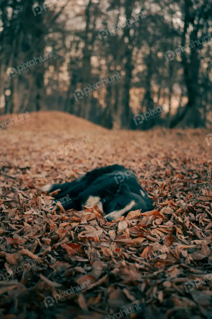 Free Premium Stock Photos Calm Dog Resting Among Fallen Leaves in Autumn Woods