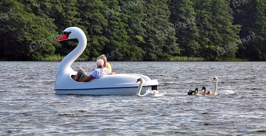 Couple enjoying a leisurely swan paddle boat ride on a tranquil lake with graceful swans.