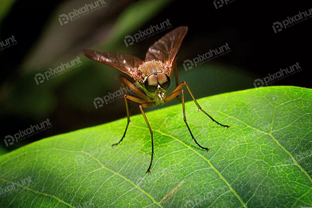 Macro Close-up of a Long-Legged Fly Resting on a Vibrant Green Leaf